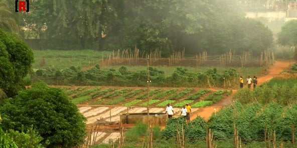 Fermes agricoles : une réussite nommée Songhaï – JeuneAfrique.com