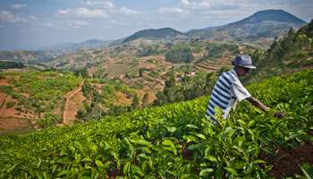 Agriculture Vivrier Ou Export Le Rwanda Doit Il Choisir Jeune Afrique