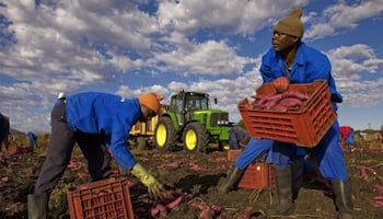 La RD Congo mise sur les parcs agroindustriels – JeuneAfrique.com
