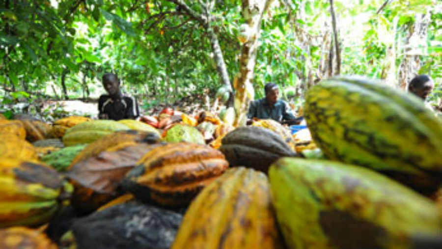 Cacao Le Ghana Devrait Retrouver Un Meilleur Niveau De Production Jeune Afrique 