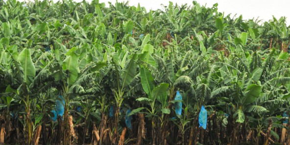La BAD apporte 89 millions d’euros pour un projet agricole au Cameroun