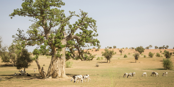 La Grande Muraille verte, une opération de reboisement lancée au Sahel, est destinée à lutter contre le réchauffement climatique et la désertification.