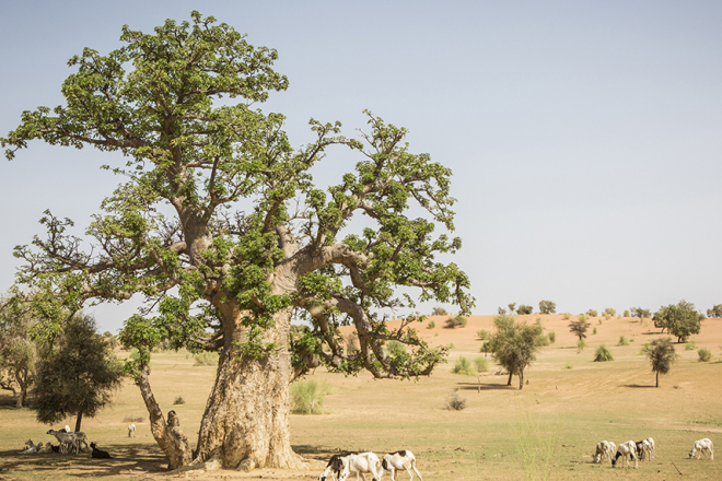 [Tribune] Au Sahel, la Grande Muraille verte est plus nécessaire que jamais
