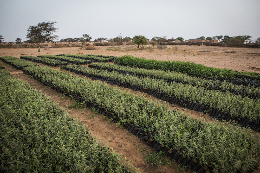 À Mbar Toubab, au Sénégal, 150 000 variétés de plants d'acacia poussent dans un jardin de la Grande Muraille verte.
