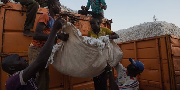 Des cultivateurs de coton dans la région de Sikasso, dans le sud du Mali, le 9 novembre 2019.