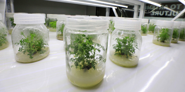 Echantillons d’artémisinine dans le dépôt d’Artemisia Annua à Liuzhou, dans le sud de la Chine, en avril 2020
