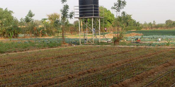 Irrigation au Burkina Faso.