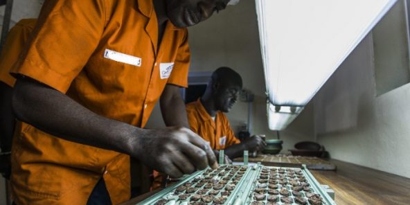 Unité de transformation du Cacao dans l’usine de Choco Ivoire à San Pedro, dans le sud-ouest de la Côte d’Ivoire. Mars 2016.
