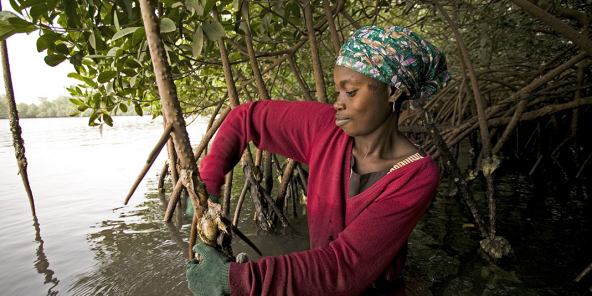 Cueillette des huîtres dans la mangrove à Toubakouta.