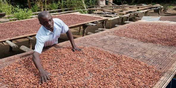 Séchage des fèves de cacao au Ghana